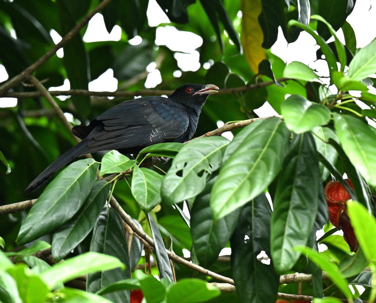 Asian Koel - ML645593078