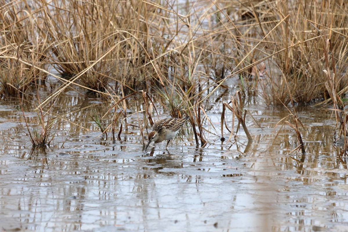 Sharp-tailed Sandpiper - ML645593081
