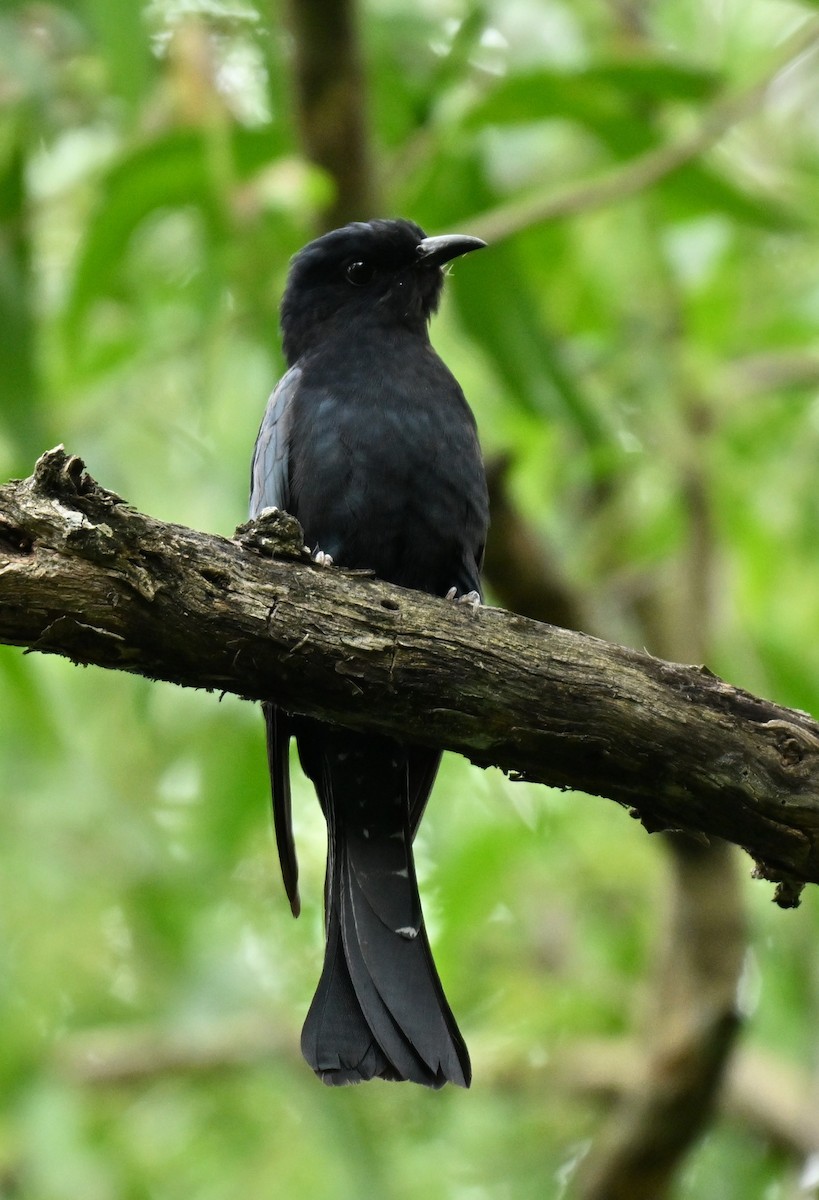 Square-tailed Drongo-Cuckoo - ML645593082