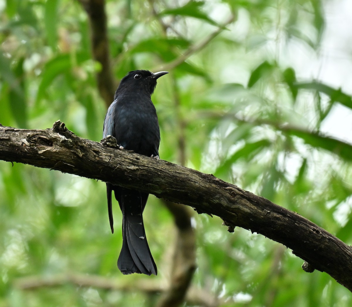 Square-tailed Drongo-Cuckoo - ML645593083