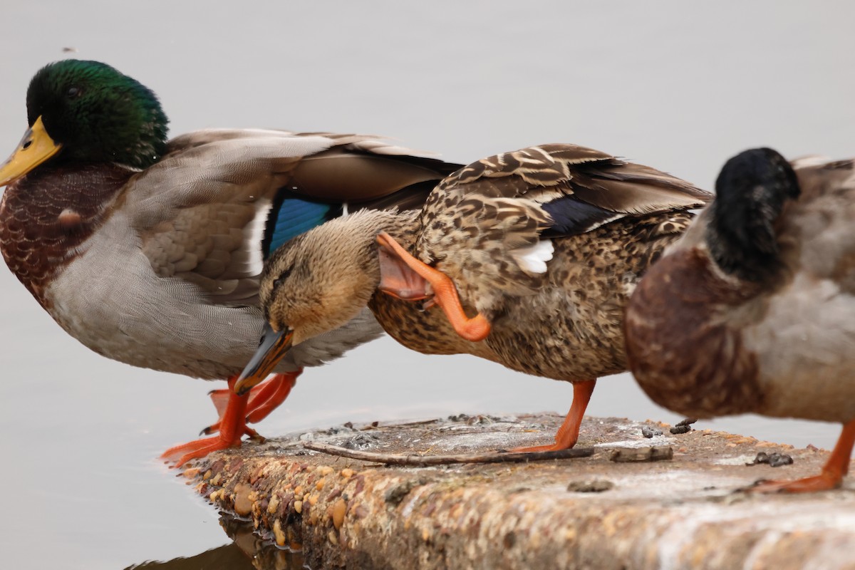 Кряква - ML645593084