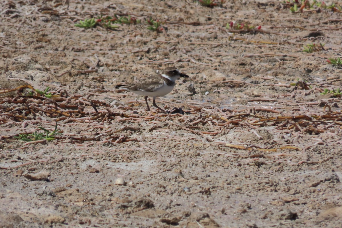 Вильсонов зуёк - ML645593085