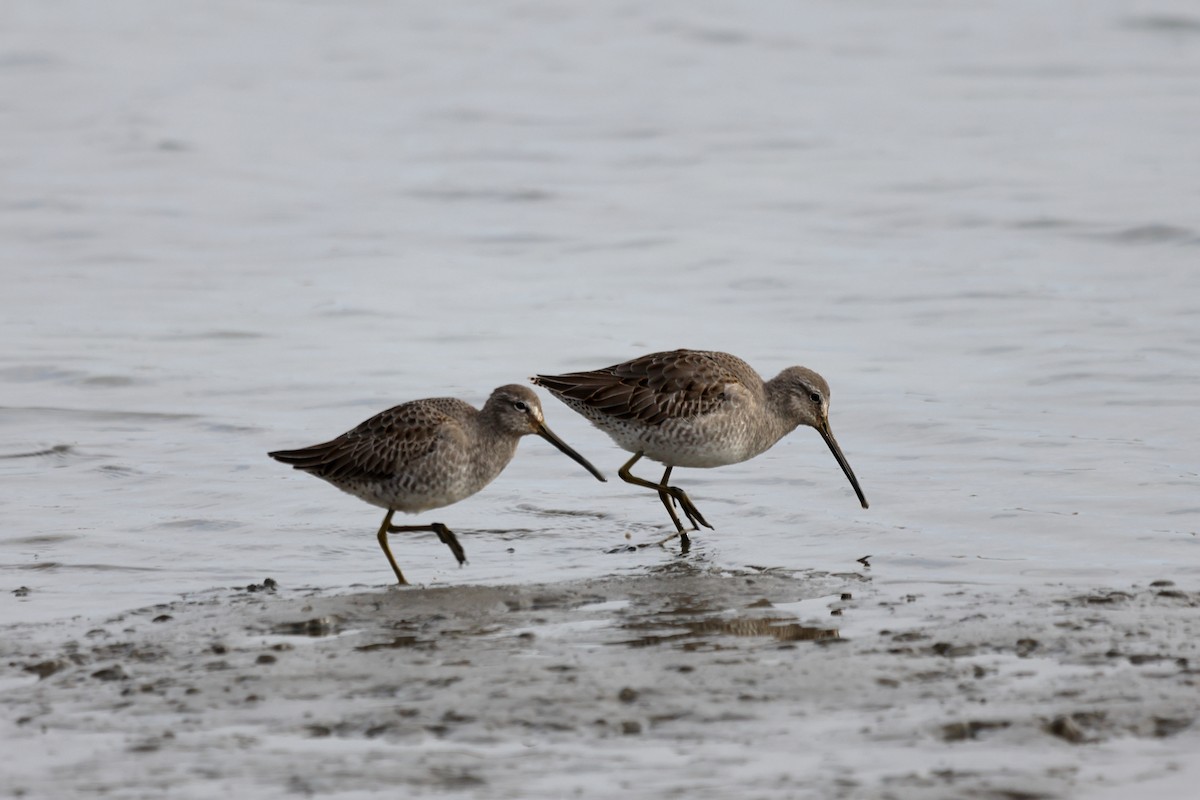 Американский бекасовидный веретенник - ML645593087