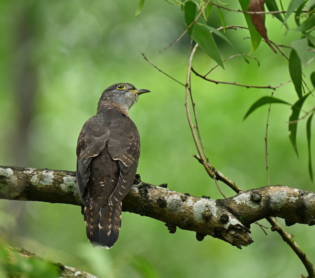 Индийская кукушка - ML645593089