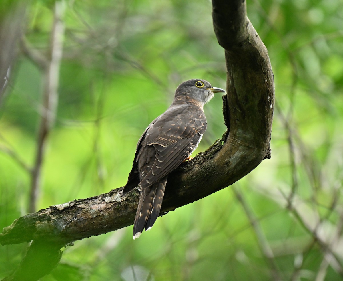 Индийская кукушка - ML645593090