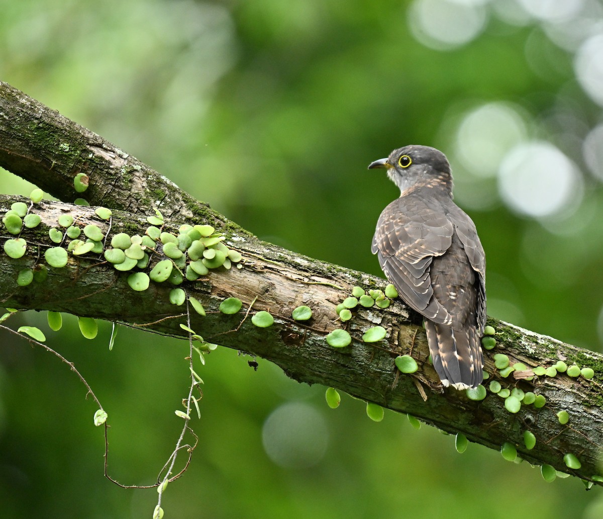 Индийская кукушка - ML645593091