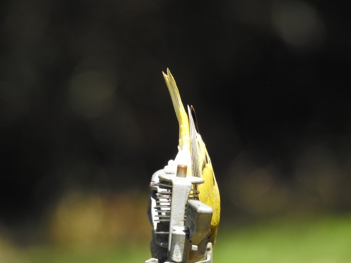 Капский вьюрок - ML645593093