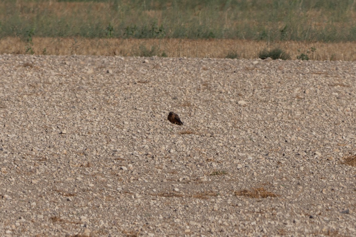 Луговой лунь - ML645593094