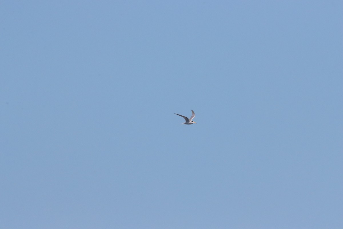 Little Tern - ML645593096