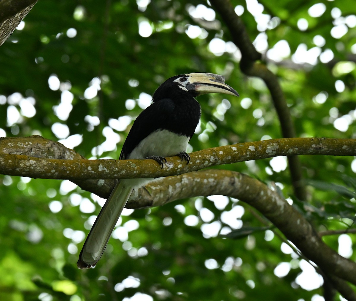 Белоклювая птица-носорог - ML645593097