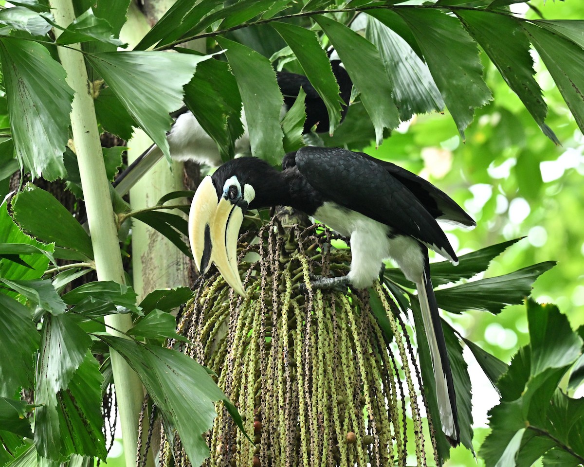 Белоклювая птица-носорог - ML645593098