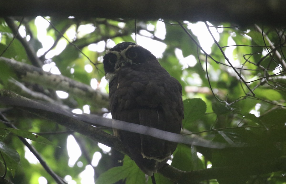 Очковая неясыть - ML645593099