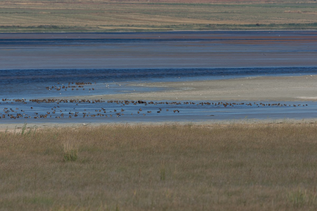 Кряква - ML645593100