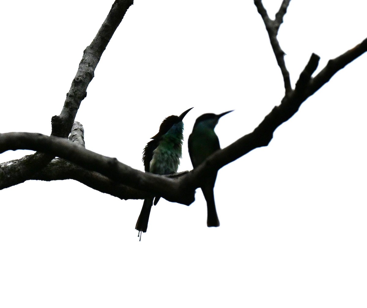 Малайская щурка - ML645593101