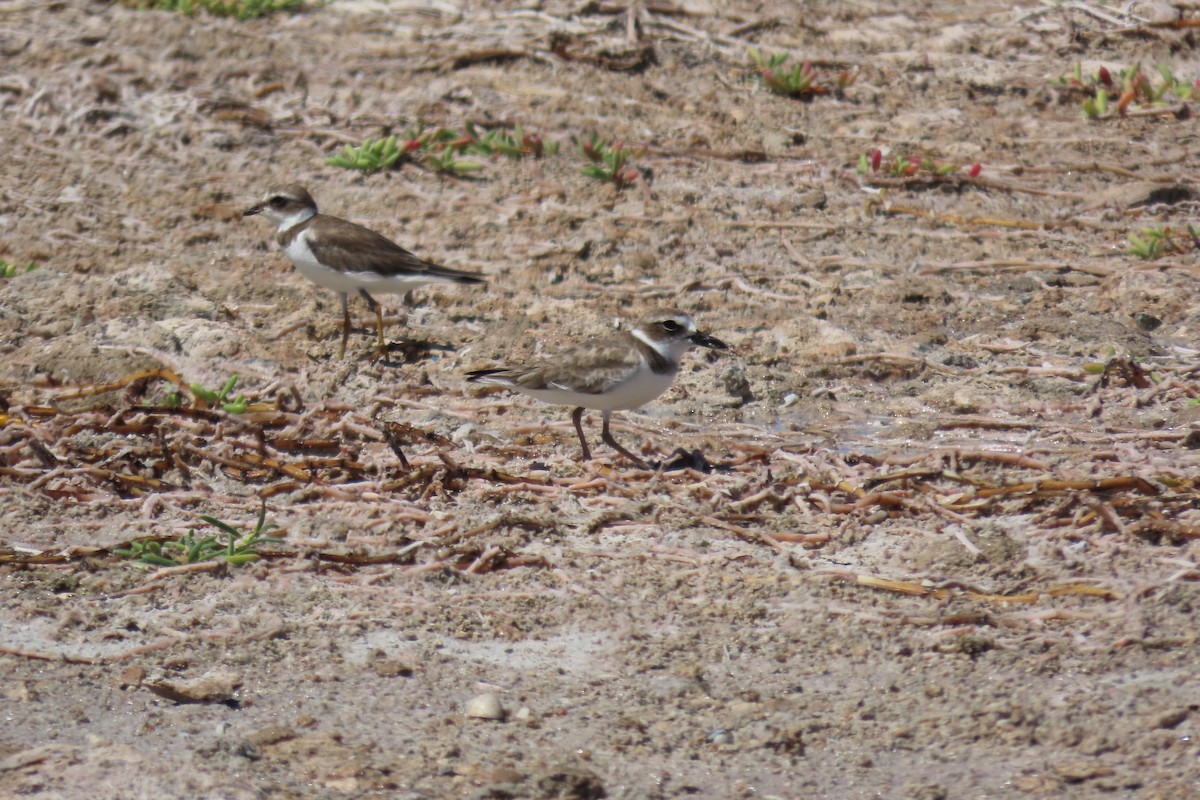 Вильсонов зуёк - ML645593102