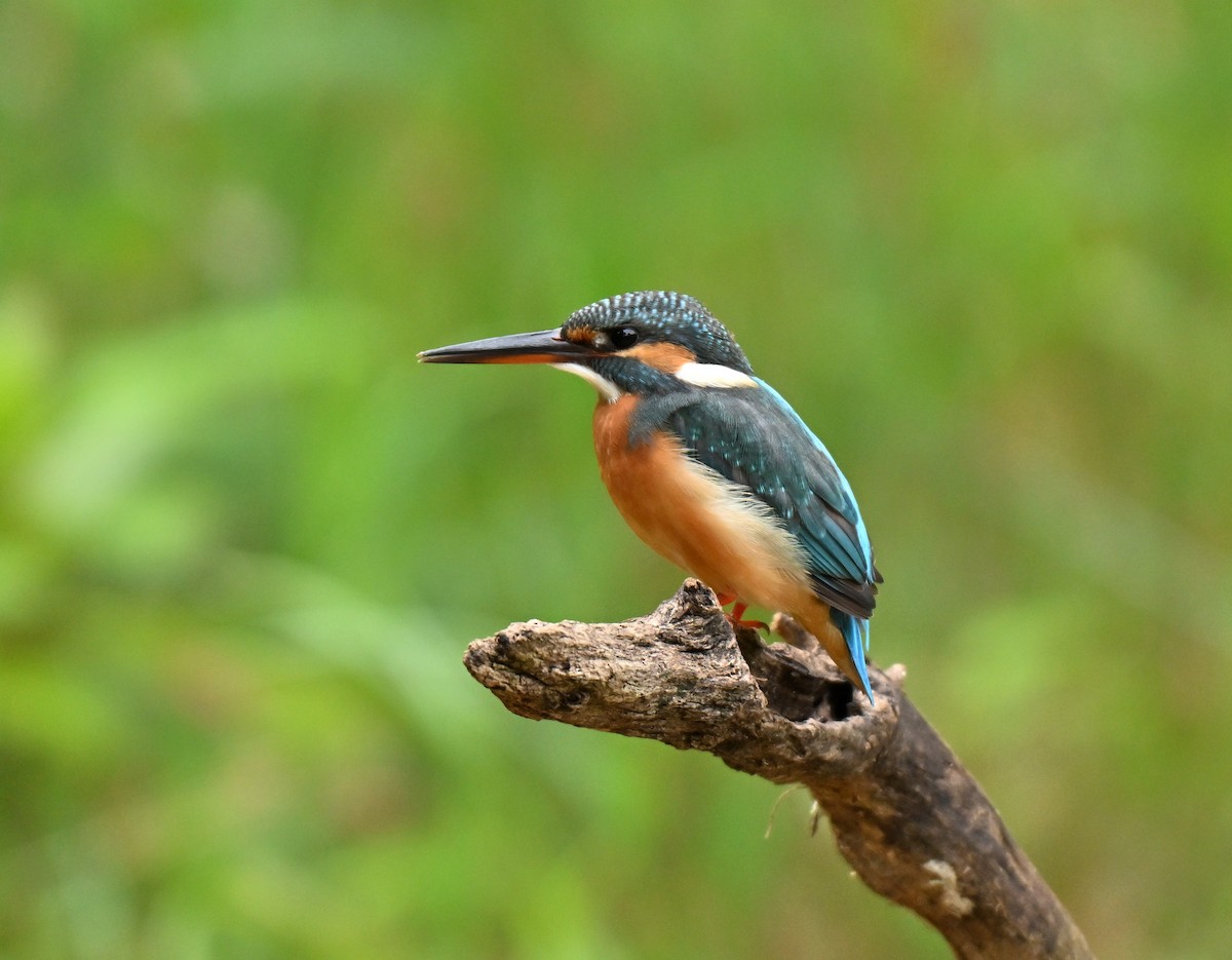 Зимородок - ML645593104