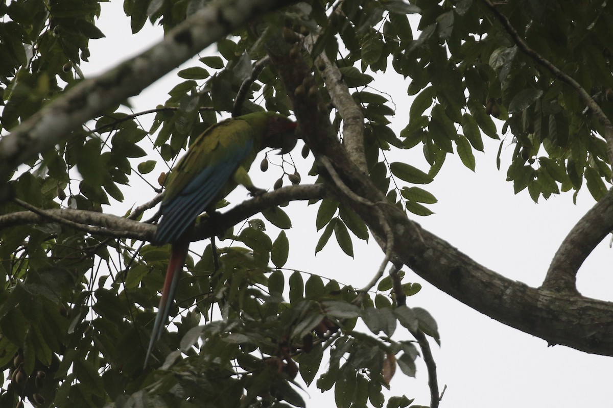 Зелёный ара - ML645593105