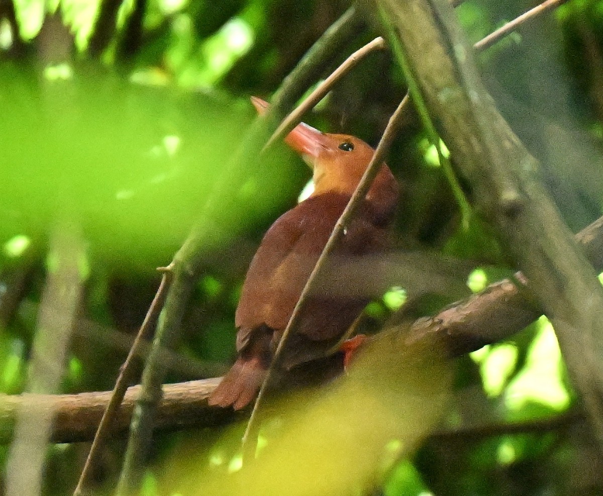 Ruddy Kingfisher - ML645593107