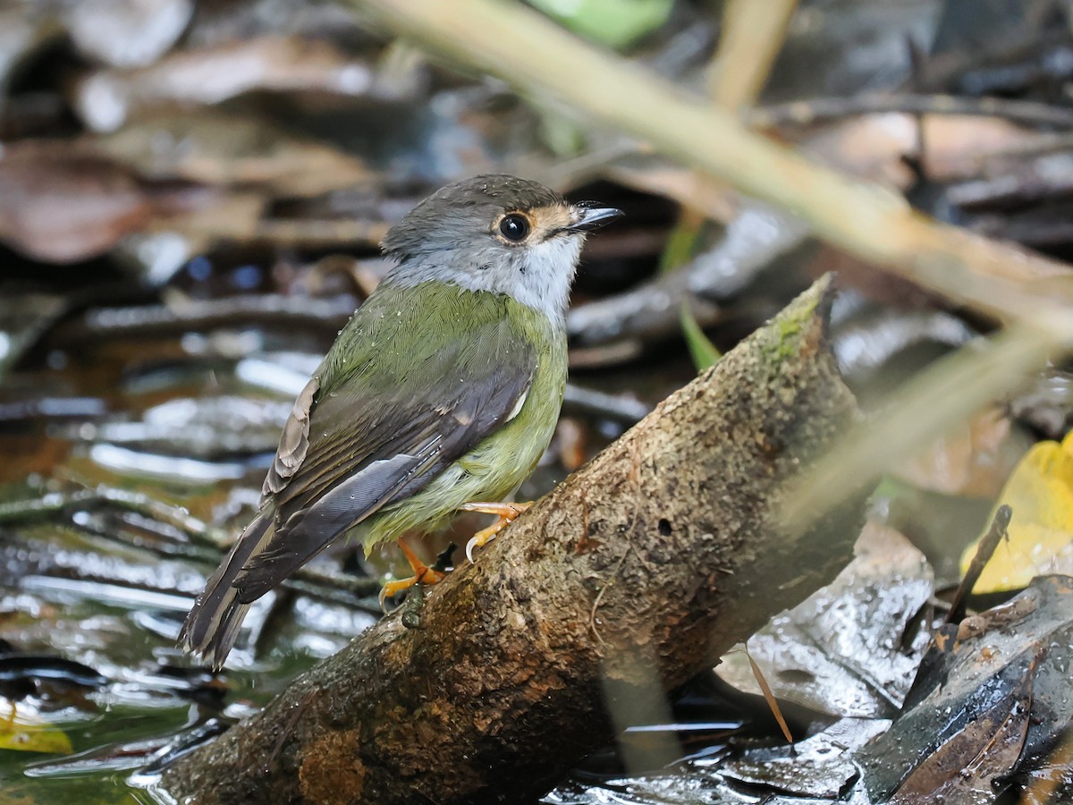 Большеголовая дриада - ML645593108