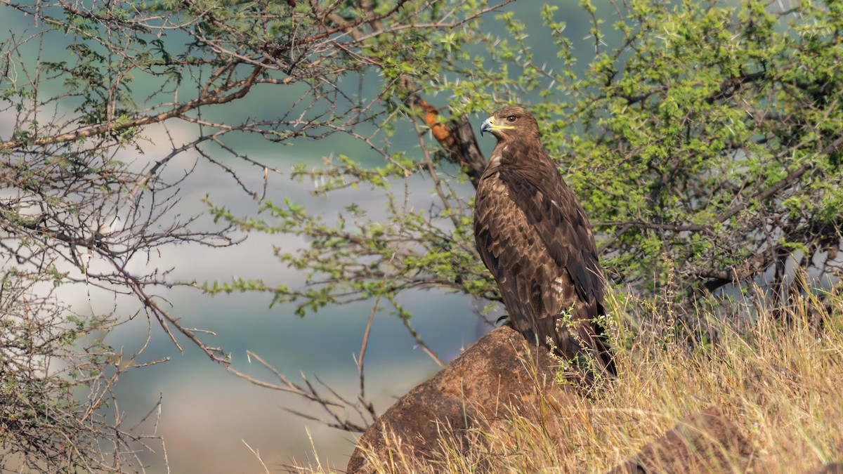 Степной орёл - ML645593110