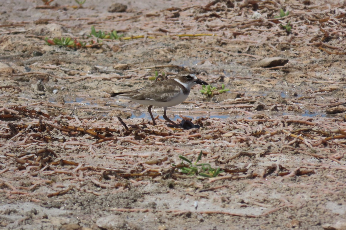 Вильсонов зуёк - ML645593111