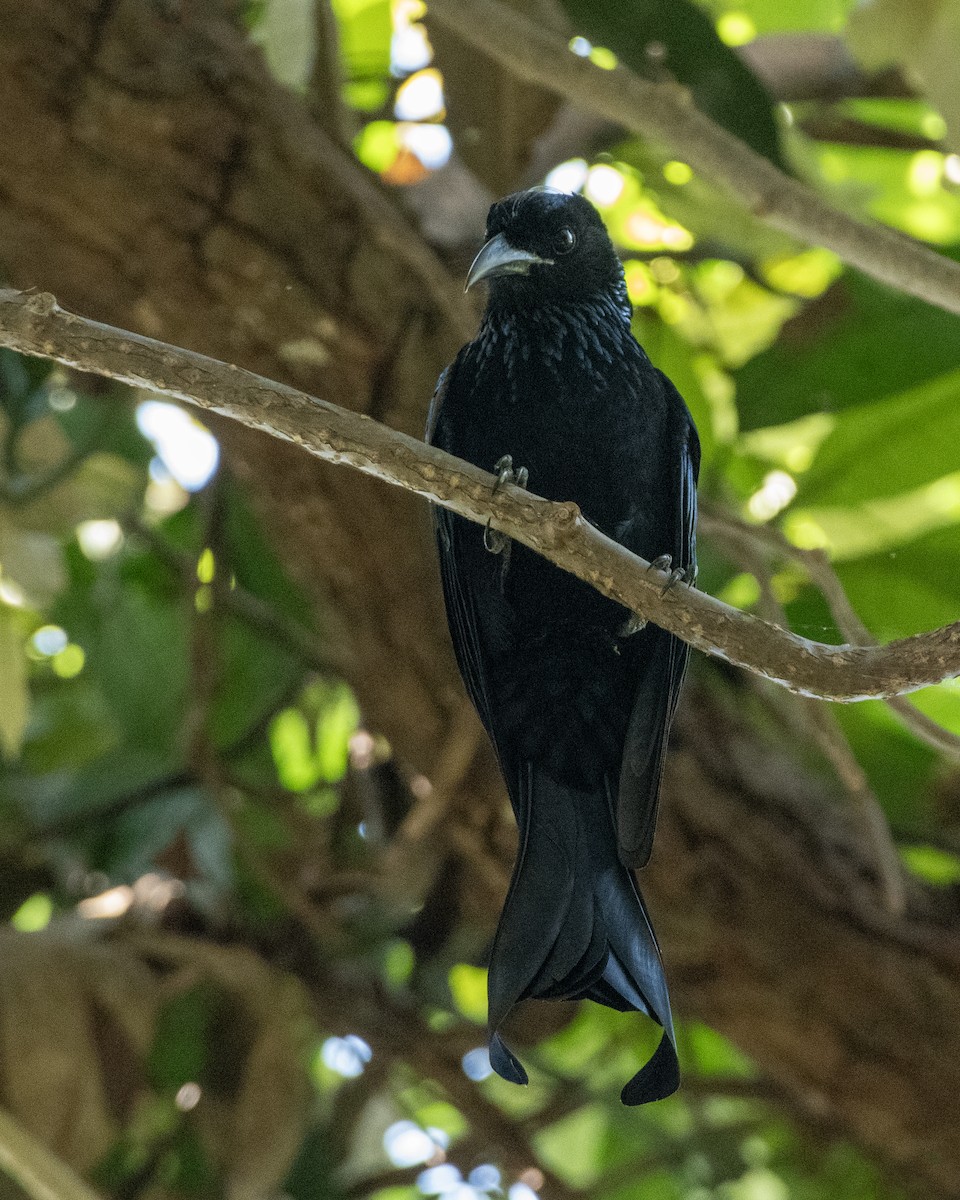 Индийский дронго - ML645593112