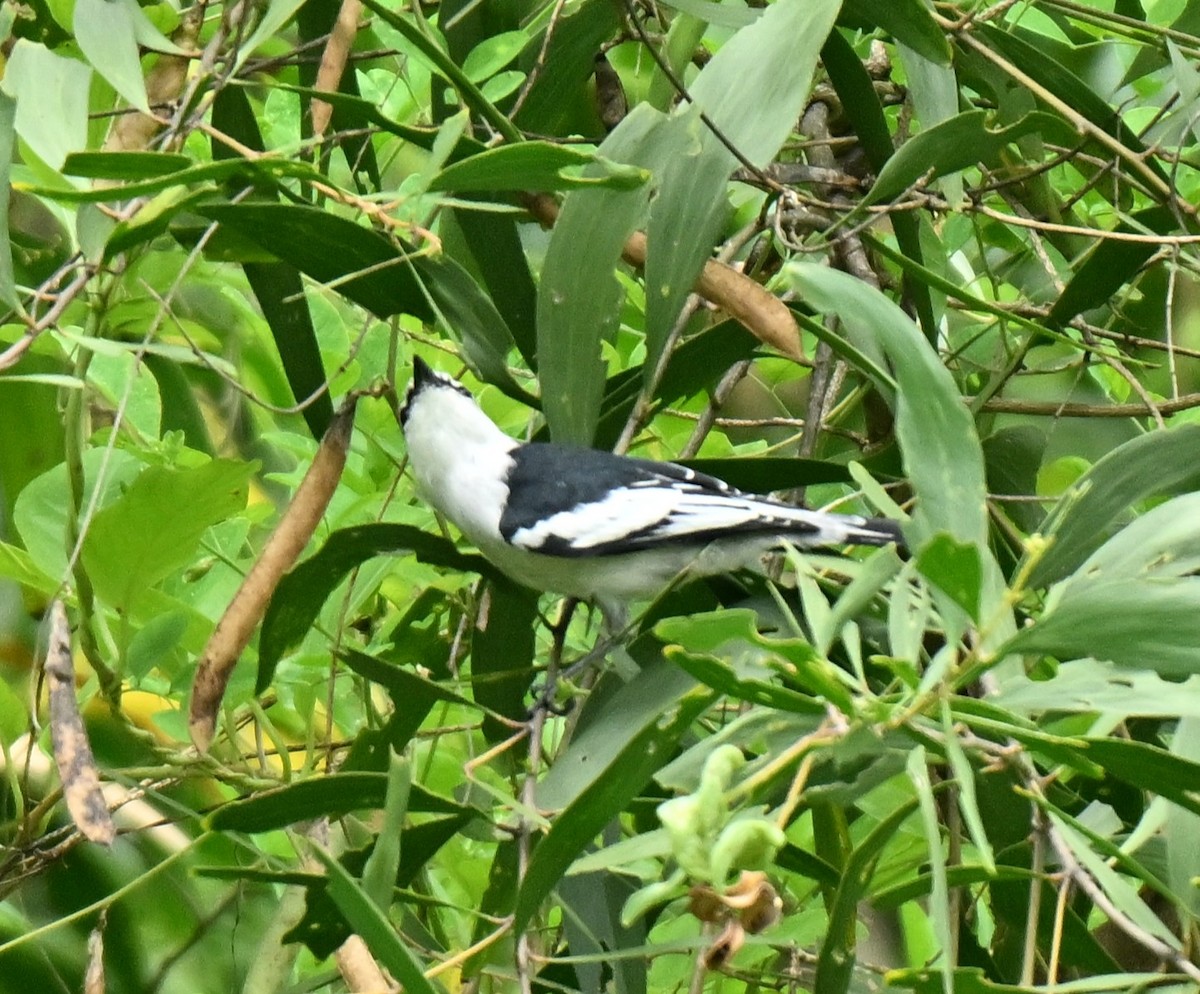 Сорочий личинкоед-свистун - ML645593113