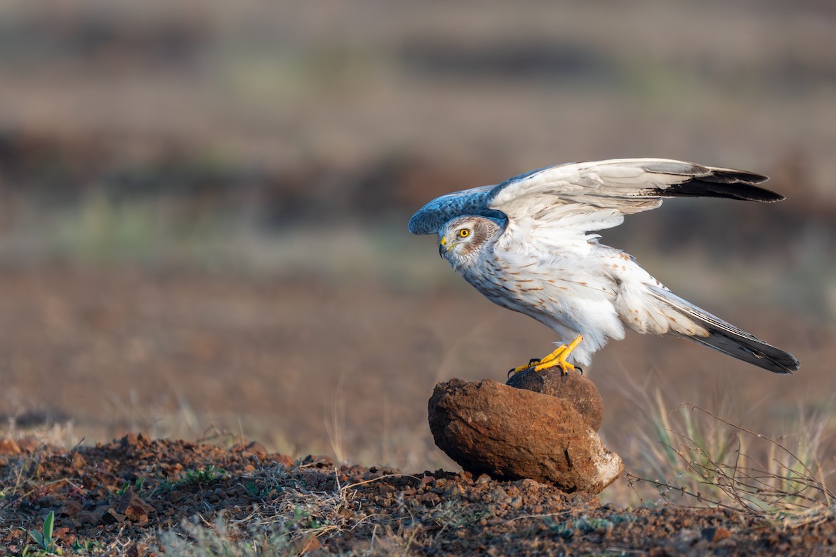 Степной лунь - ML645593118