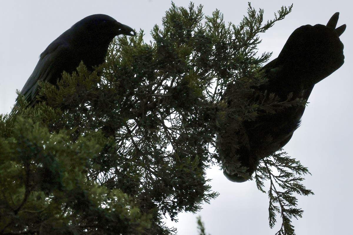 Рыбная ворона - ML645593119