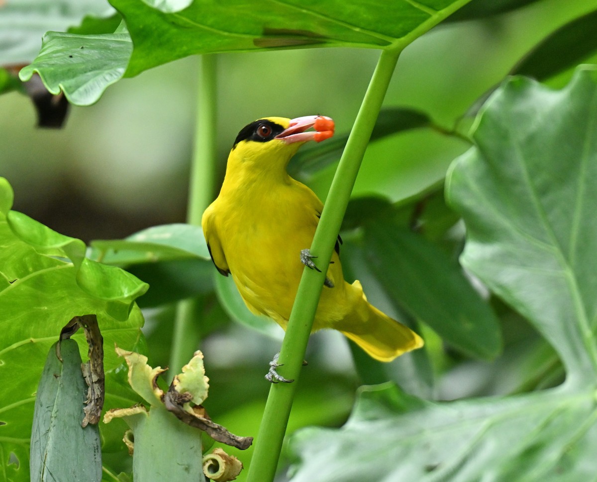 Black-naped Oriole - ML645593121