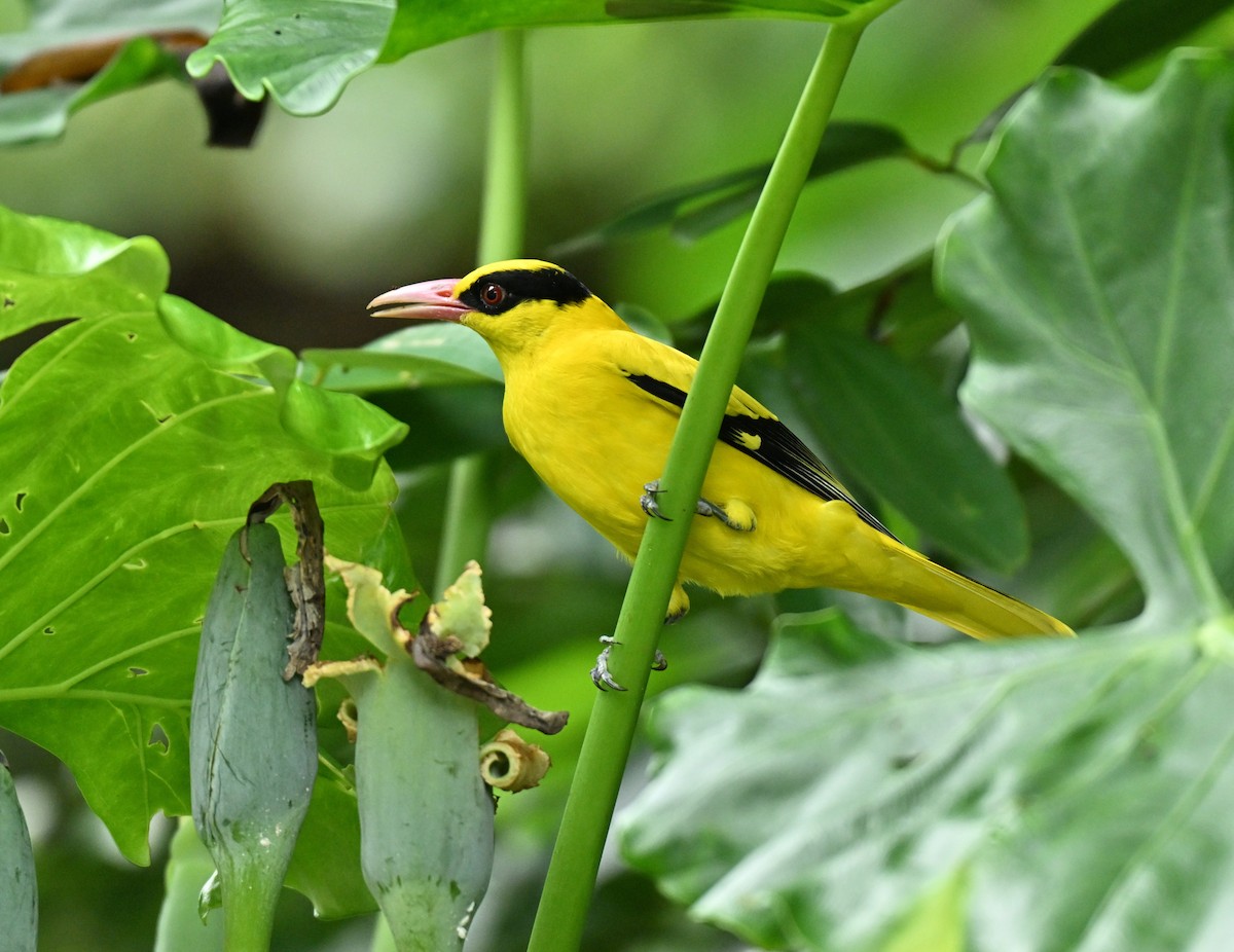 Black-naped Oriole - ML645593122