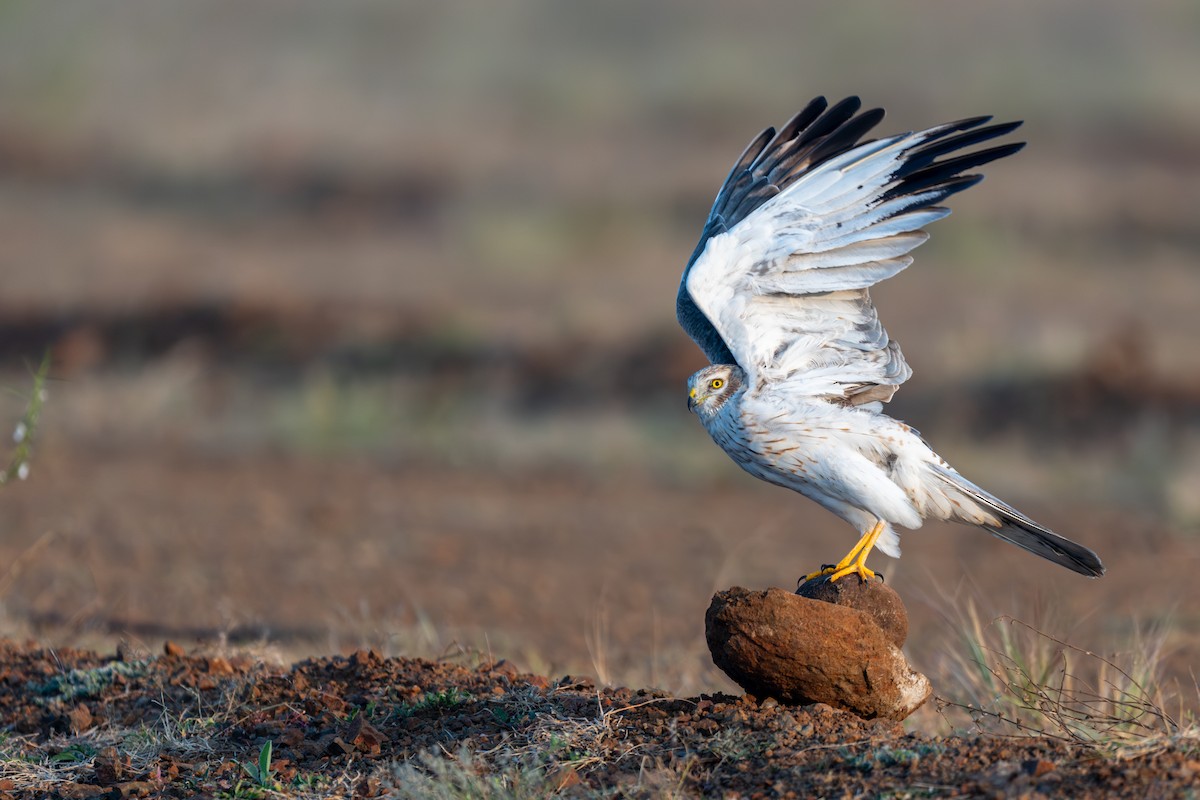 Aguilucho Papialbo - ML645593124