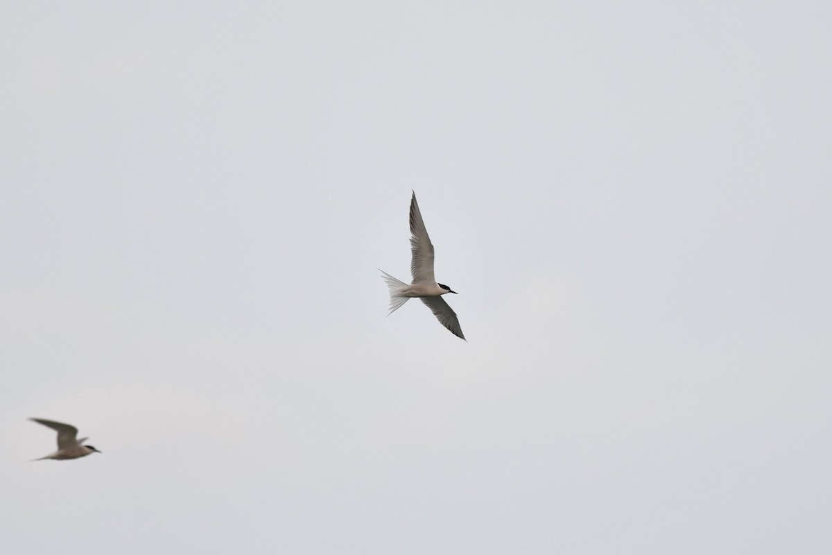 Common Tern - ML645593125