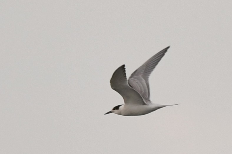 Common Tern - ML645593126