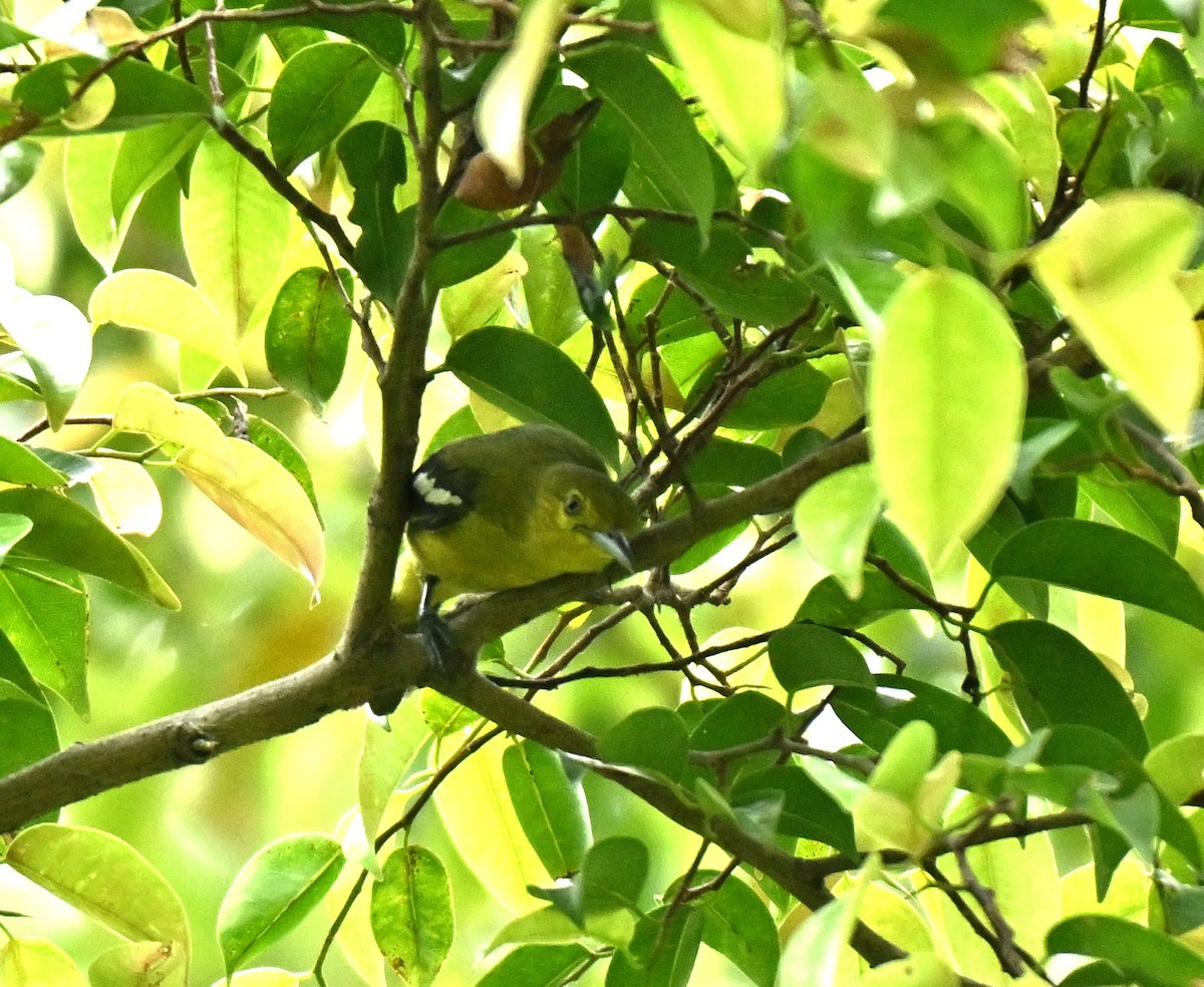 Common Iora - ML645593128