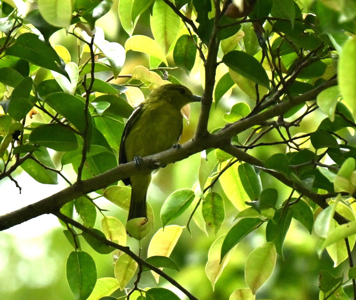 Common Iora - ML645593129