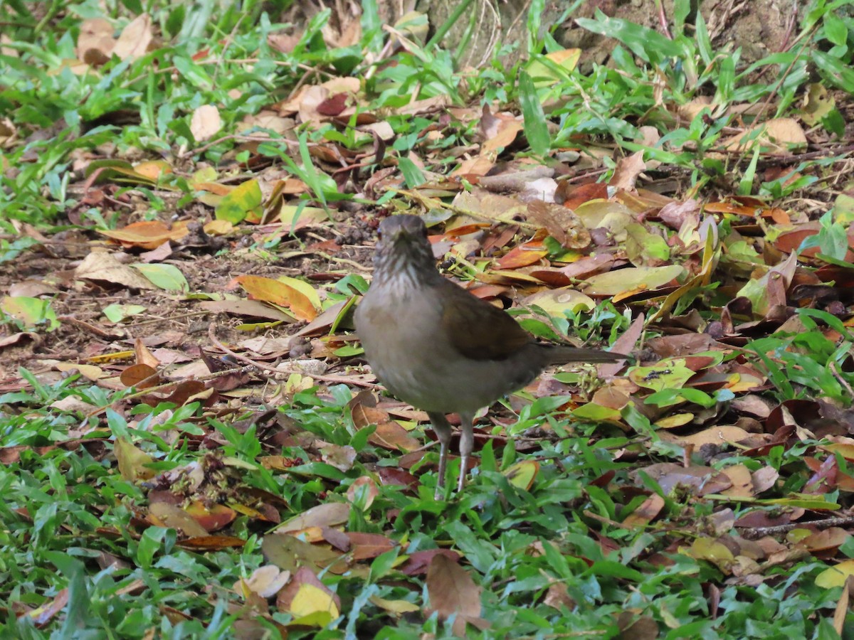 Pale-breasted Thrush - ML645593130