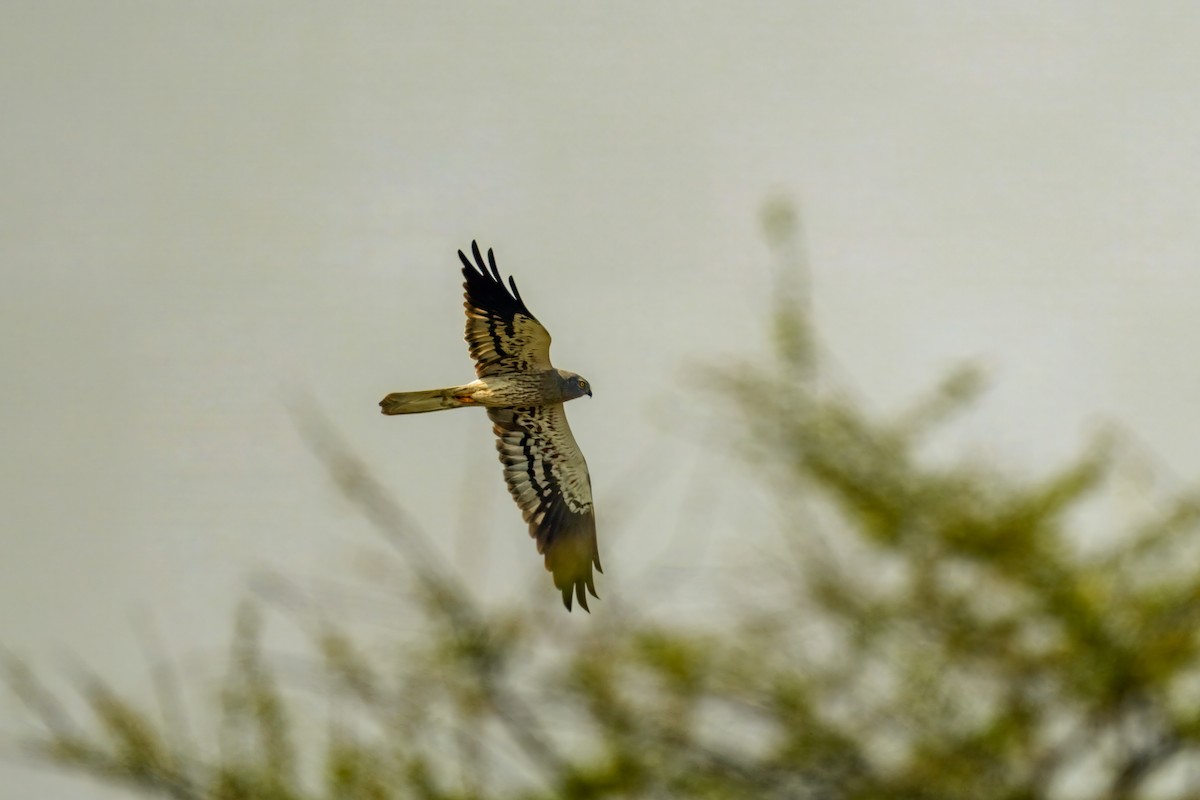 Montagu's Harrier - ML645593131