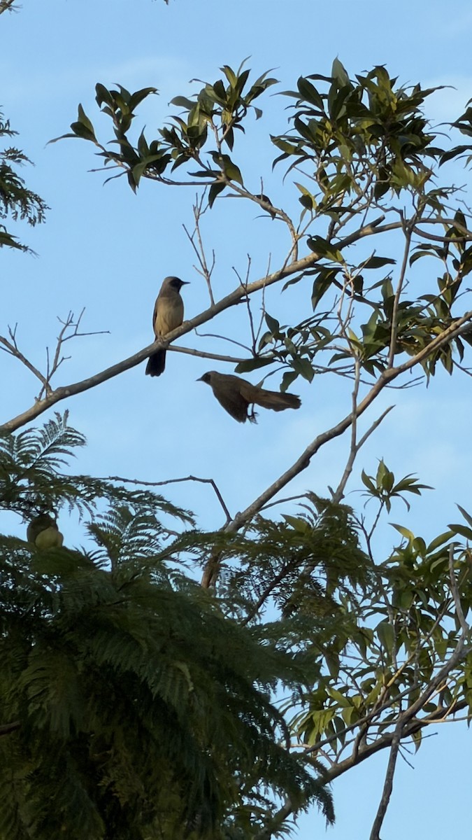 Masked Laughingthrush - ML645593132