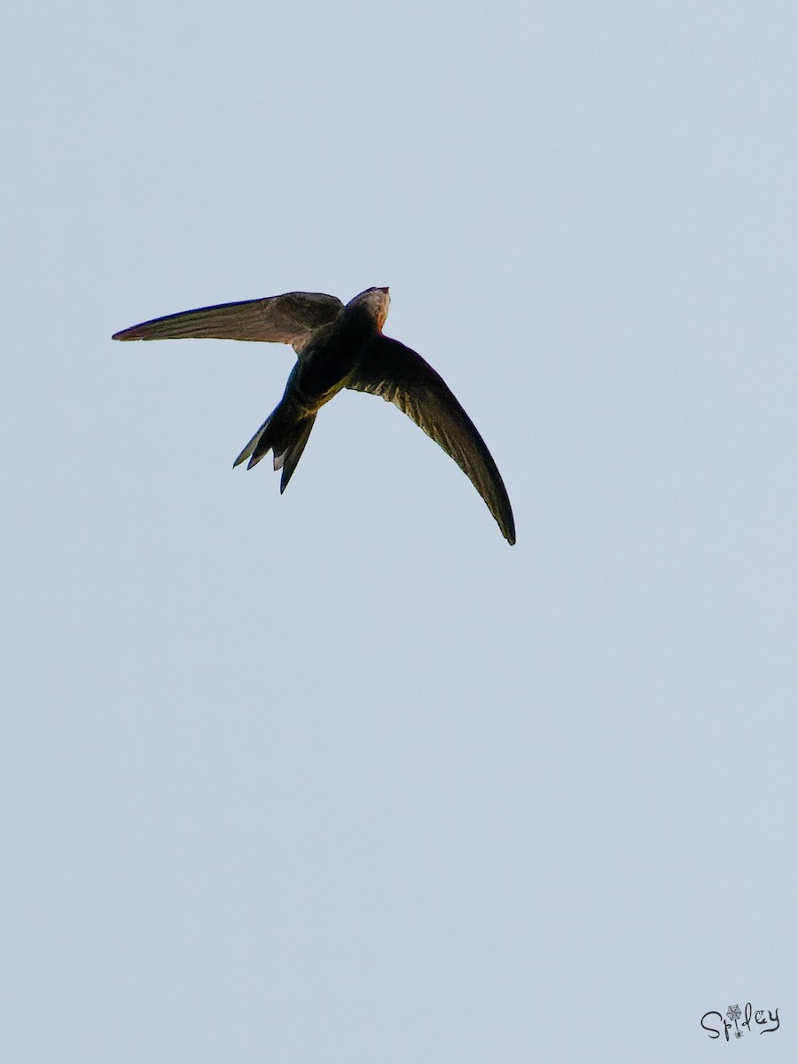 Common Swift - ML645593133