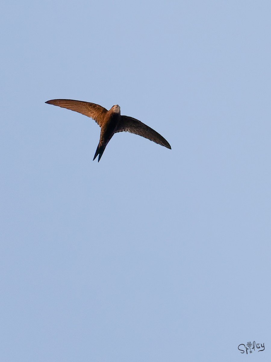 Common Swift - ML645593135