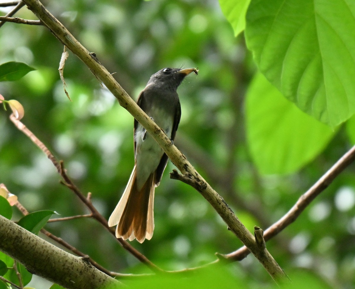 Black Paradise-Flycatcher - ML645593136