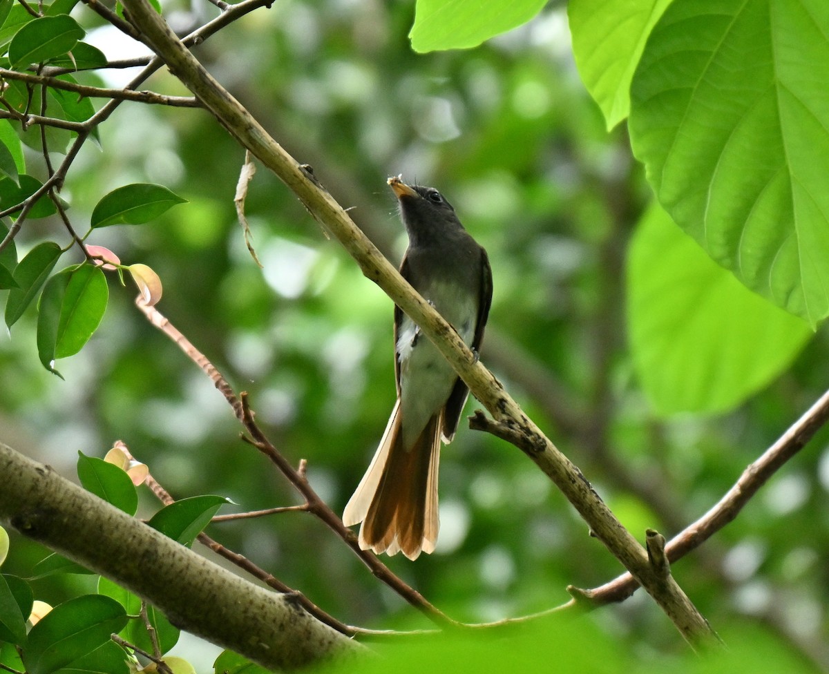 Black Paradise-Flycatcher - ML645593137