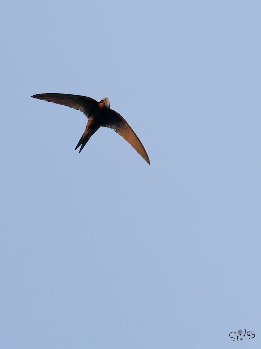 Common Swift - ML645593138