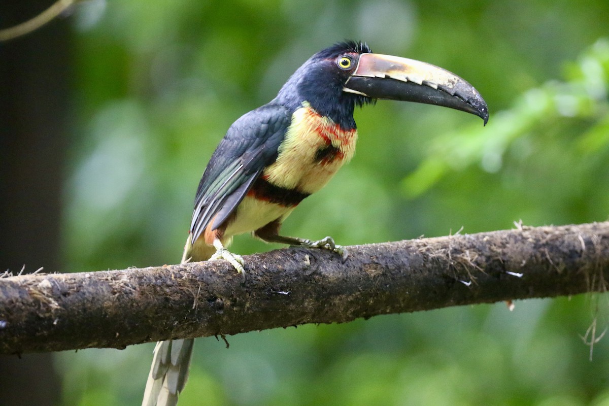 Collared Aracari - ML645593139