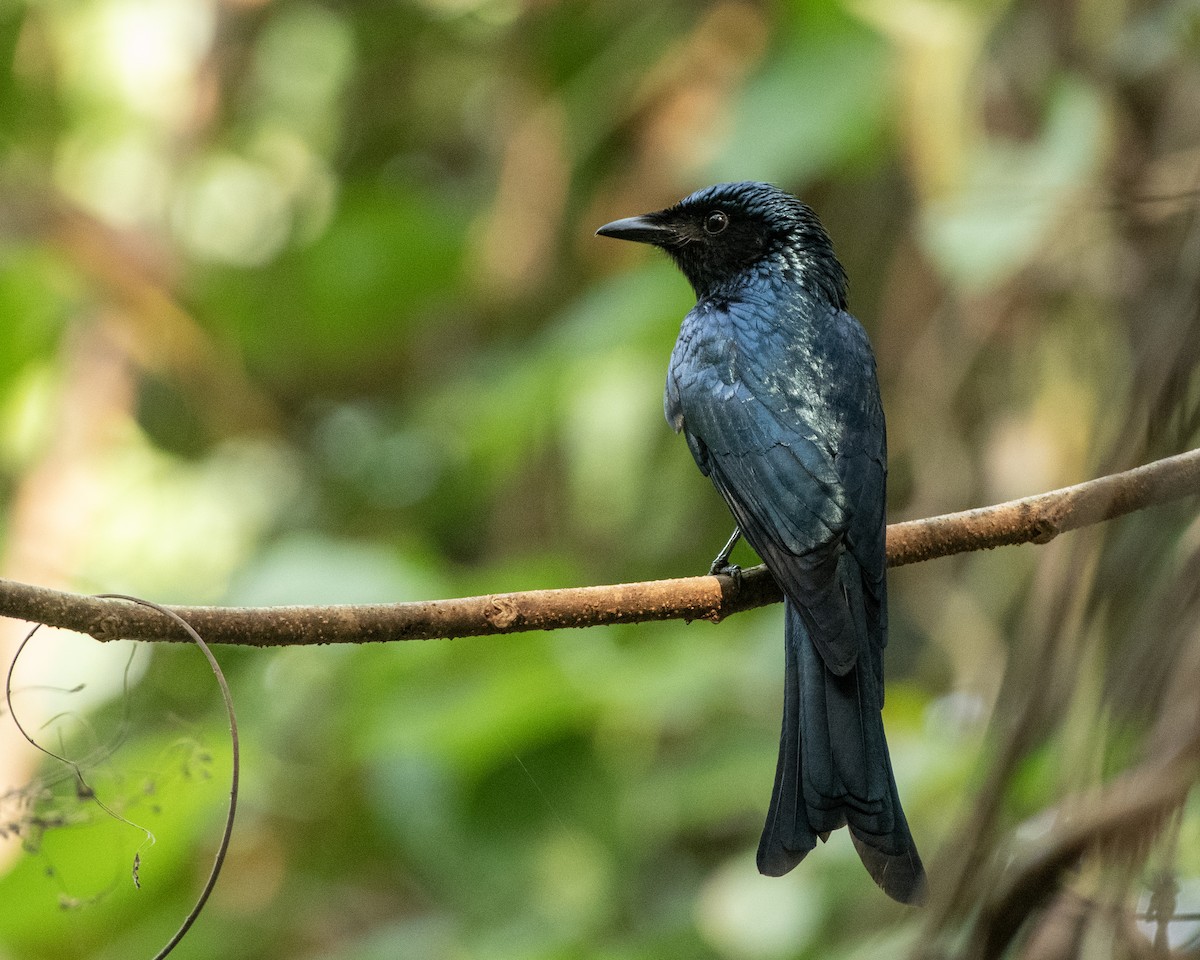 Bronzed Drongo - ML645593140