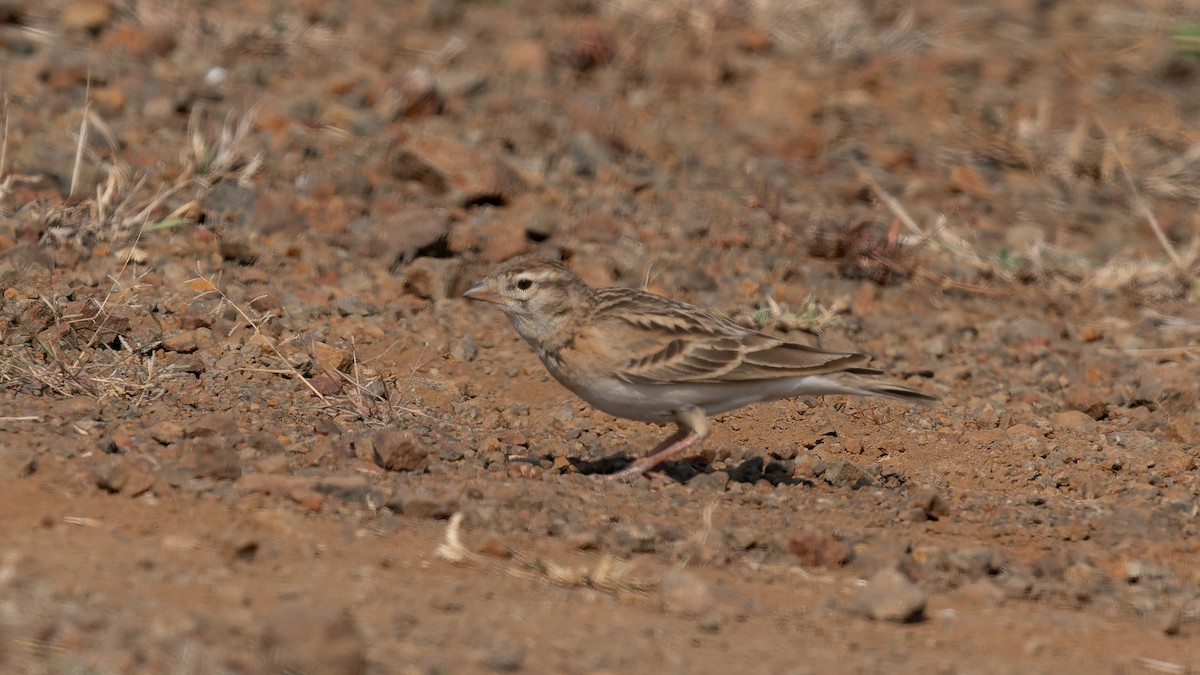 Mongolian Short-toed Lark - ML645593142