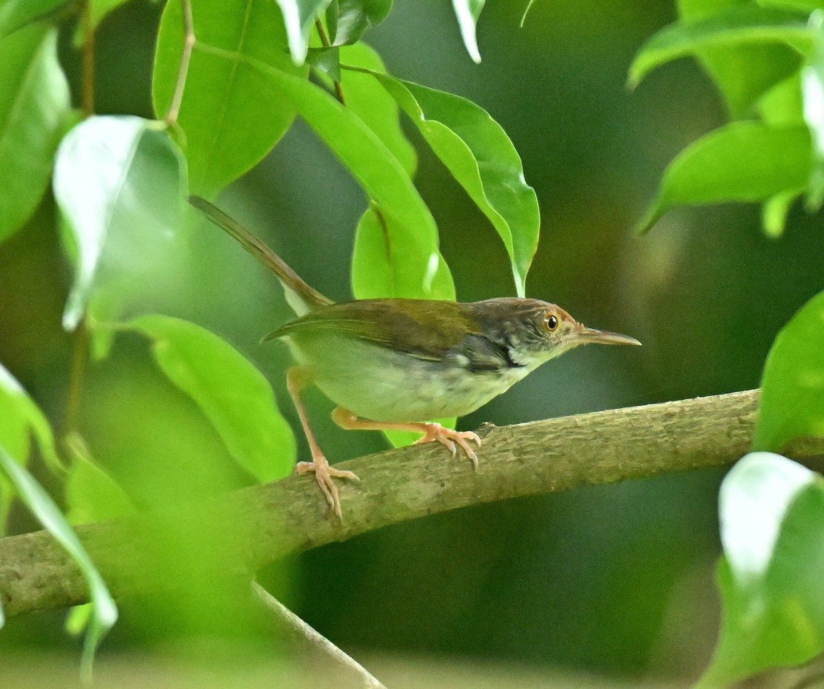 Common Tailorbird - ML645593143