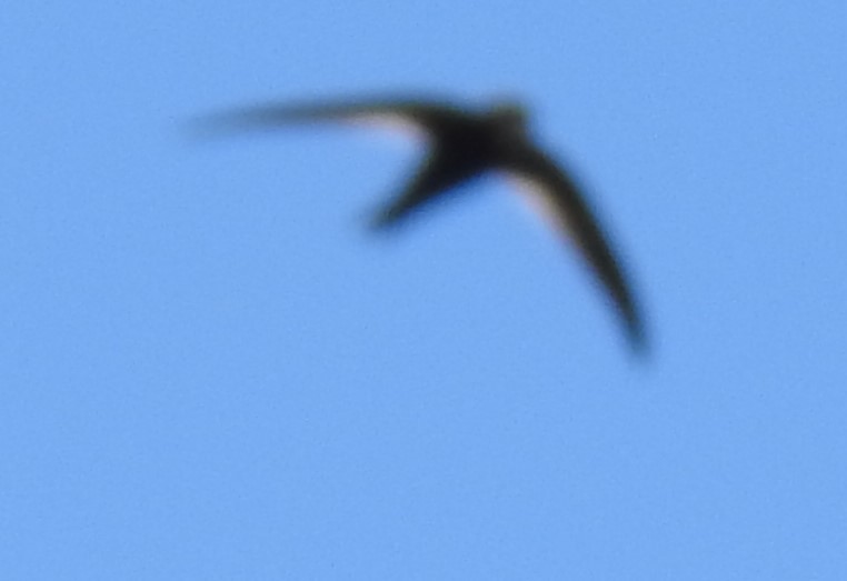 large swift sp. - ML645593144