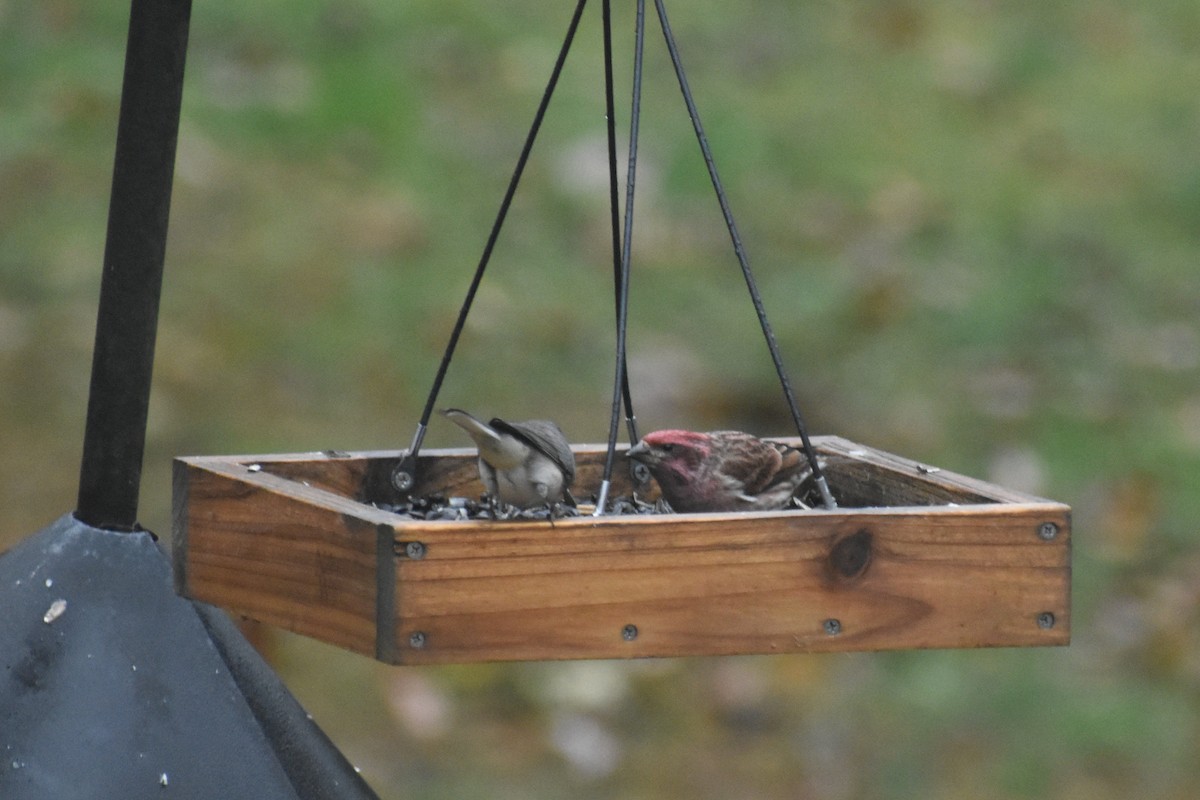 Purple Finch - ML645593145